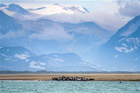 Seals at Katmai Bay photo