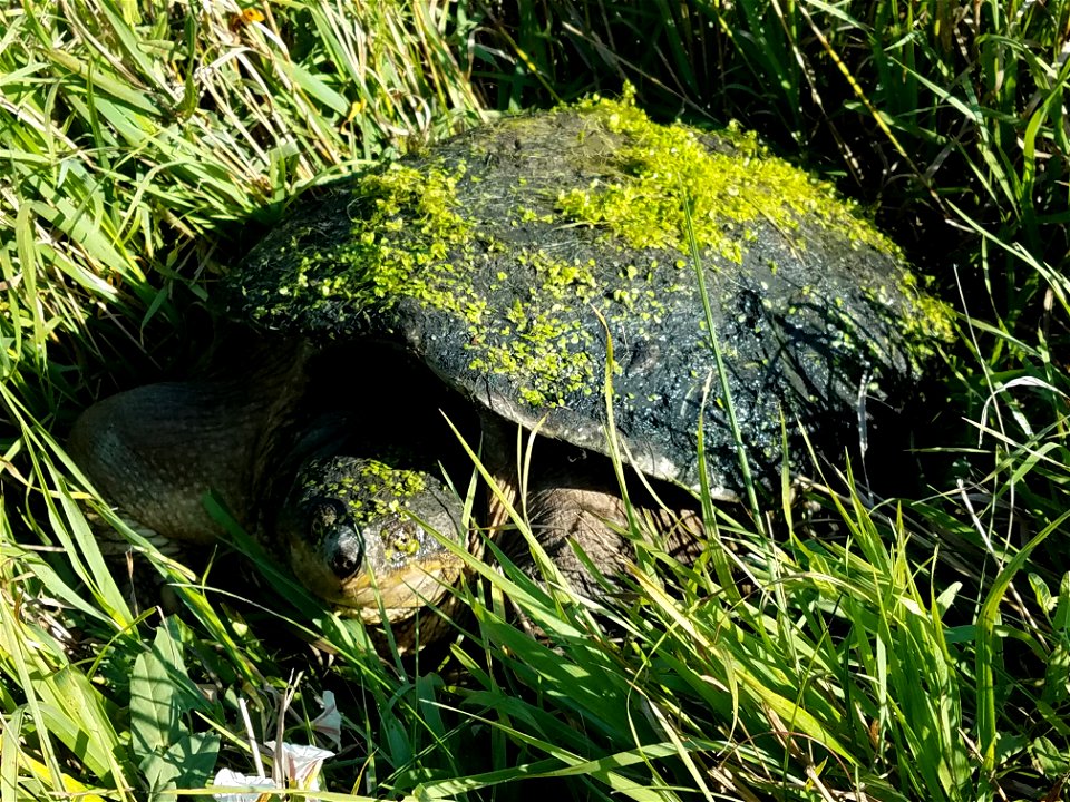 Snapping Turtle Lake Andes Wetland Management District South Dakota
