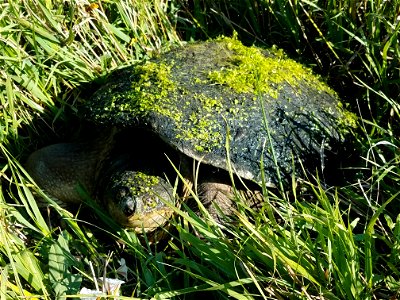 Snapping Turtle Lake Andes Wetland Management District South Dakota photo