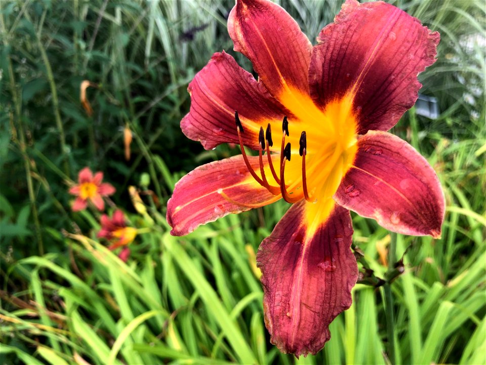 Gimme a Tiger Lily!