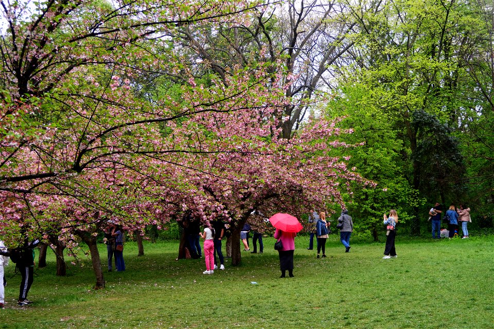 japanes_garden_rain_Herastrau (76)