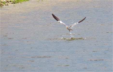 Large-billed Tern