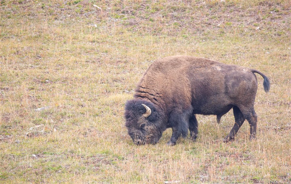 Bull bison near Roaring Mountain