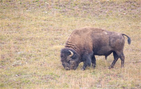 Bull bison near Roaring Mountain photo