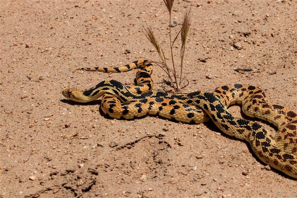 Gophersnake species