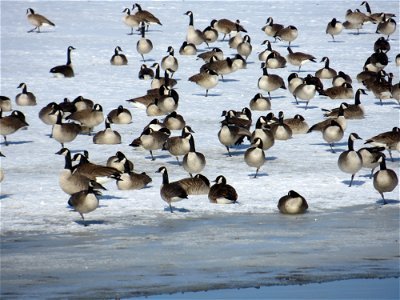 Flock of Canada Geese Lake Andes National Wildlife Refuge South Dakota