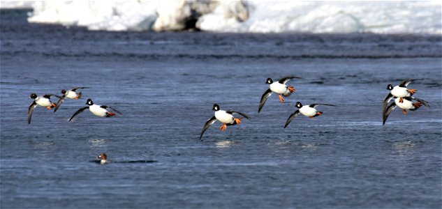 Common goldeneye at Seedskadee National Wildlife Refuge photo