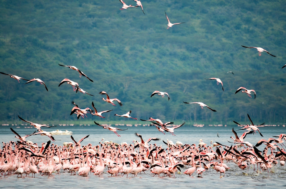 Pink flamingo lake nakuru birds