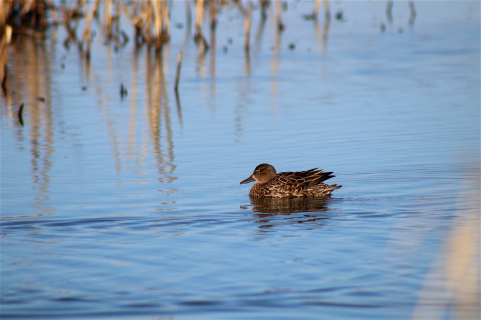 Blue-winged teal Owens Bay Lake Andes National Wildlife Refuge South Dakota