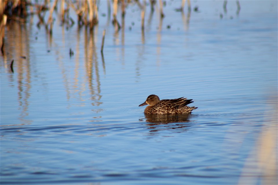 Blue-winged teal Owens Bay Lake Andes National Wildlife Refuge South Dakota photo