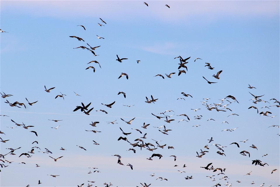 Snow Geese Clouds Lake Andes Wetland Management District South Dakota