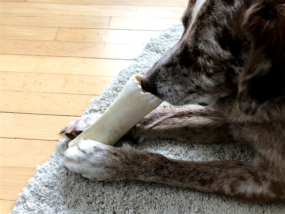 Smells Like a Bone...