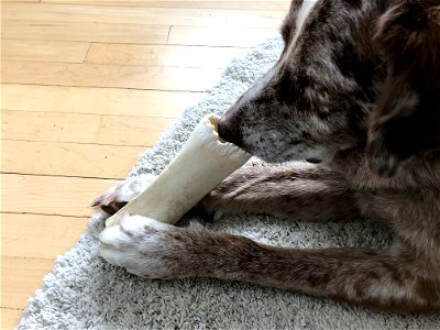 Smells Like a Bone... photo