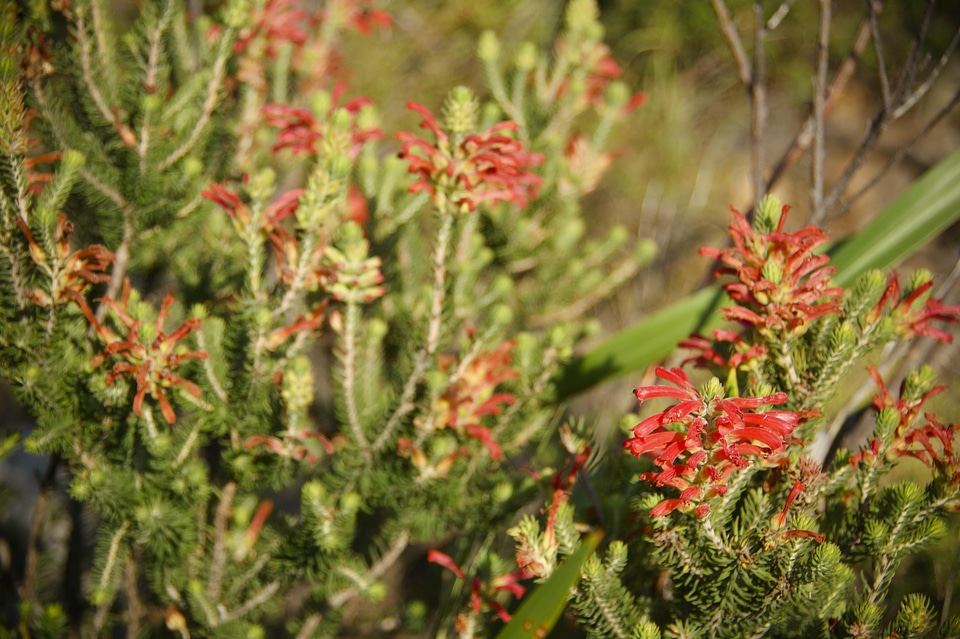 Flowers nature red petals