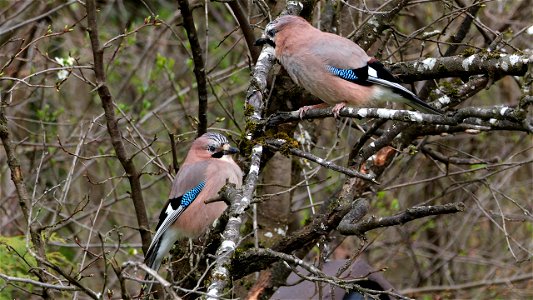 Eichelhäher-Pärchen im Zwetschgenbaum