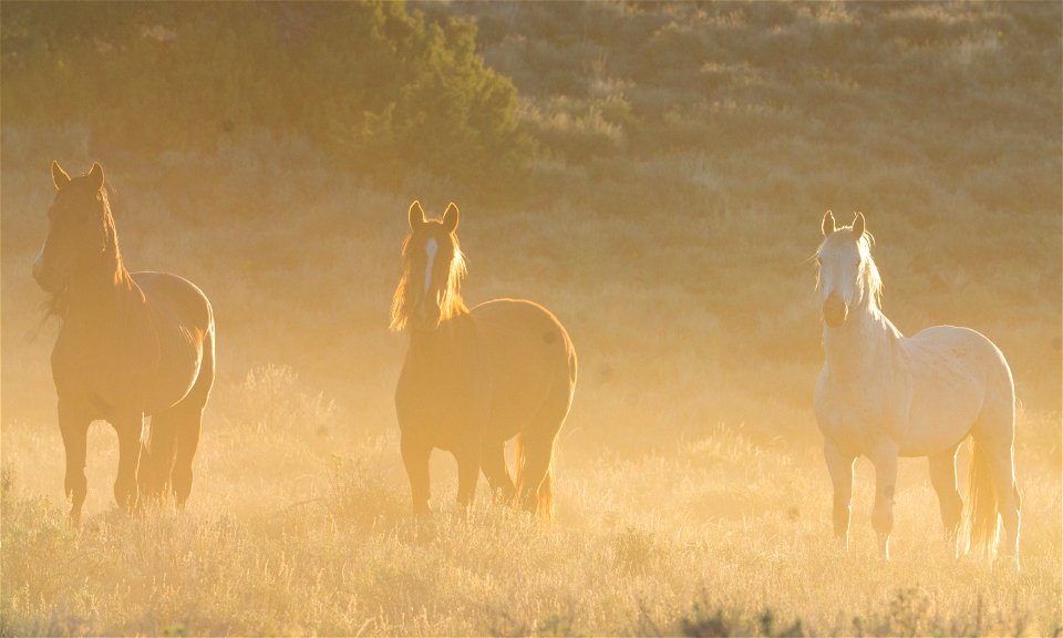Wild Horses on the Buckhorn Byway