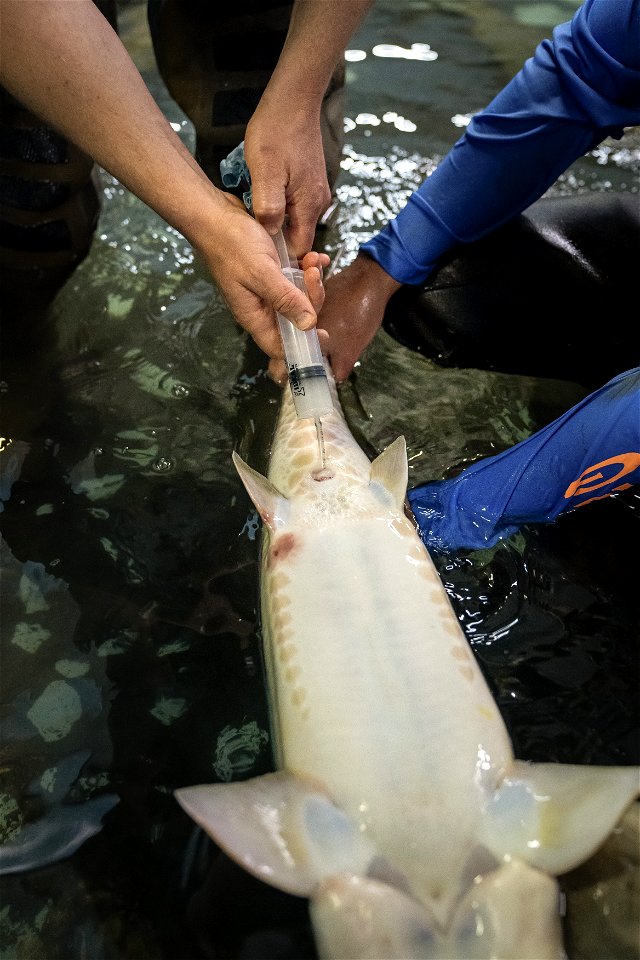 Collecting Pallid Sturgeon Milt