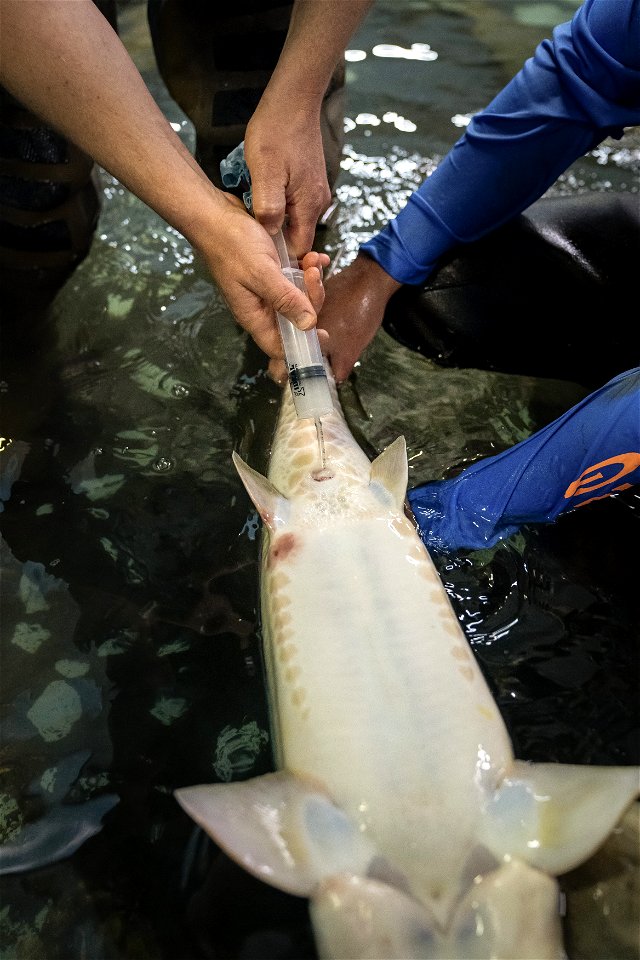 Collecting Pallid Sturgeon Milt photo