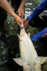 Collecting Pallid Sturgeon Milt photo