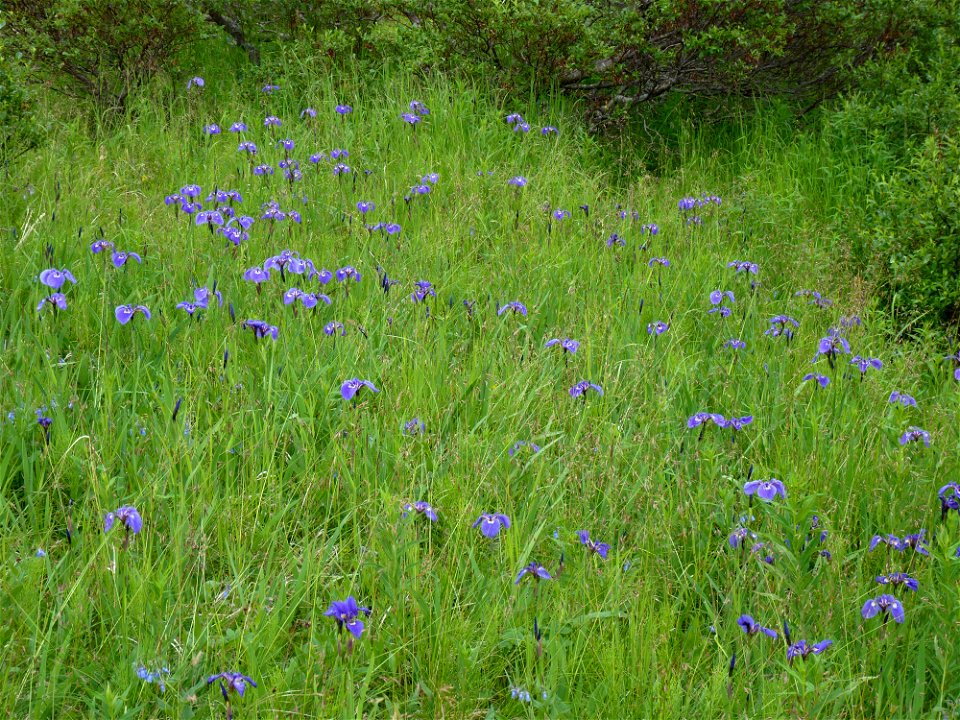 Wild Iris_7-12-10