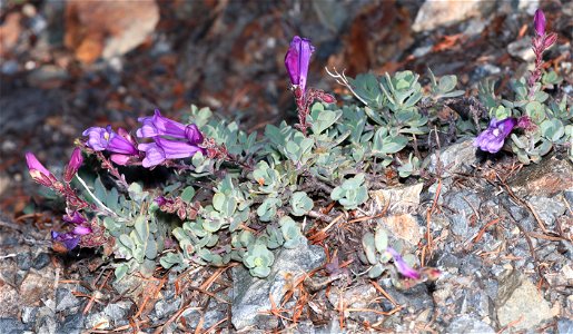 PENSTAMON, sp (6-21-2021) 5000 ft, bear mt - jawbone rd jct, smith river nat rec area, del norte co, ca -0