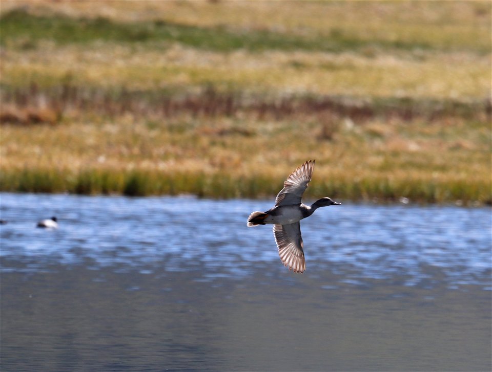 Gadwall on the National Elk Refuge