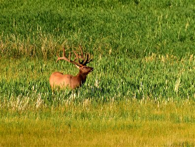 Elk at Seedskadee National Wildlife Refuge photo