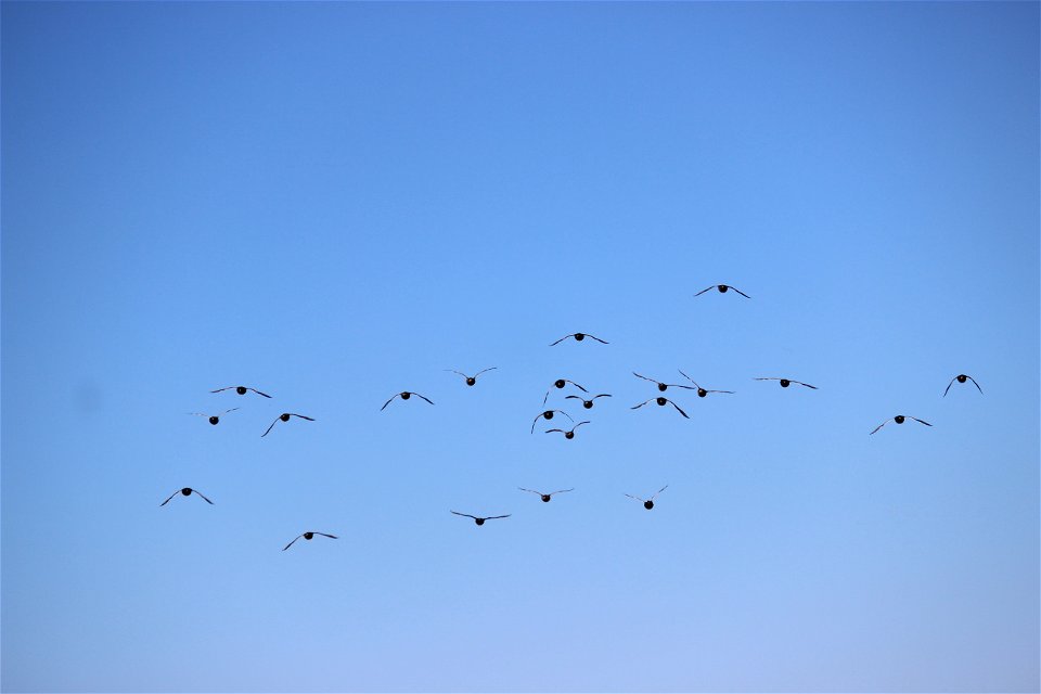 Incoming Waterfowl Lake Andes National Wildlife Refuge South Dakota photo