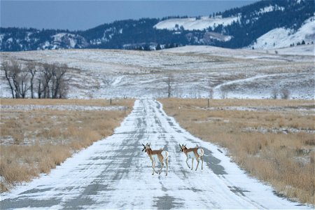 Pronghorn on the National Elk Refuge photo