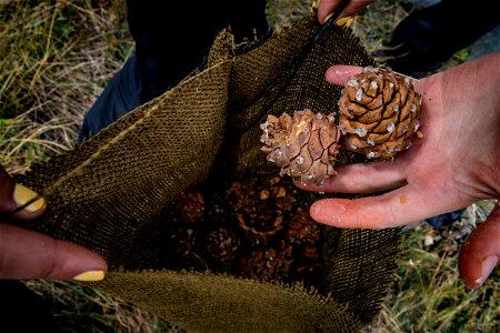 Whitebark Pine Cone Harvesting photo
