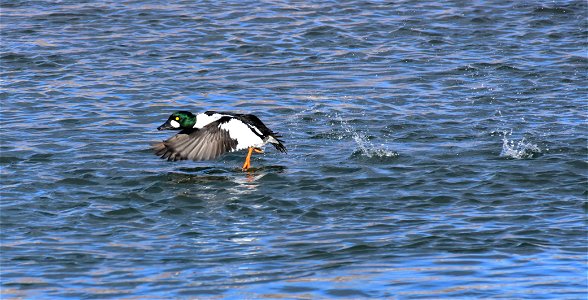 Common goldeneye at Seedskadee National Wildlife Refuge photo