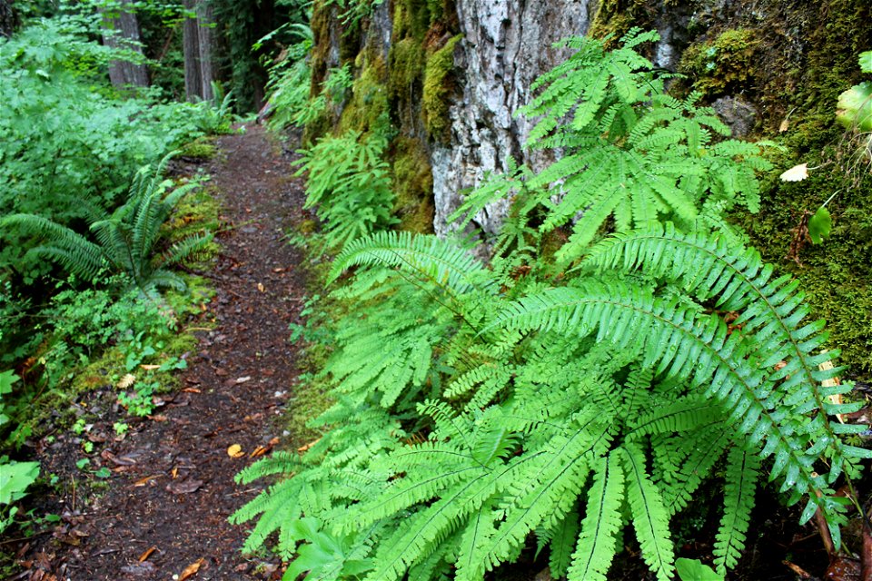 img_1546_maiden-hair-ferns-along-trail_1jpg_49364708677_o
