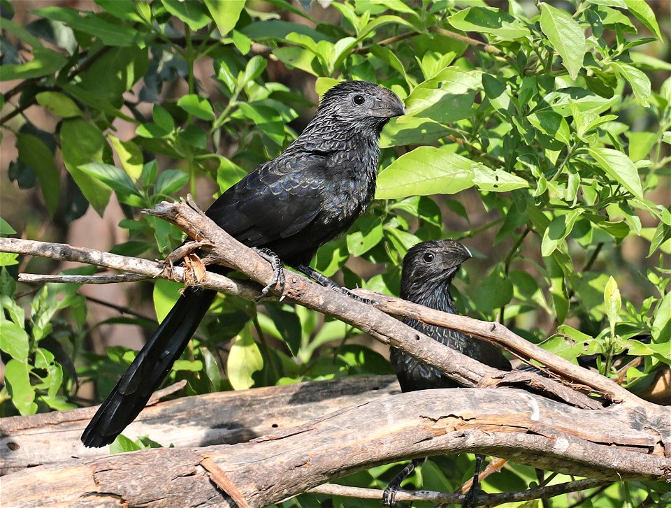 448 - GROOVE-BILLED ANI (12-09-2022) national buttrerfly center, mission, hidalgo co, tx -08