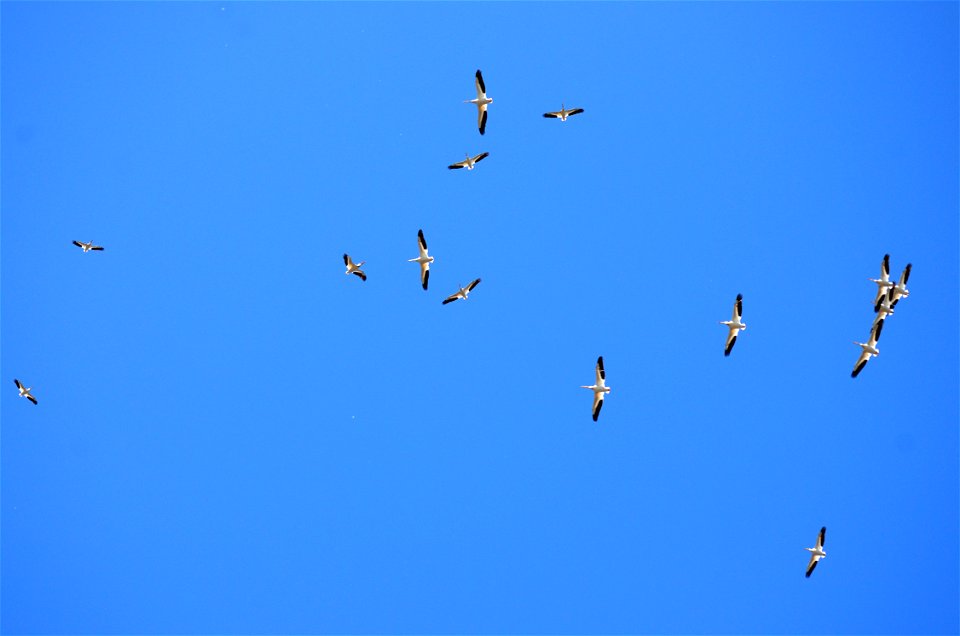 Pelican circle flight