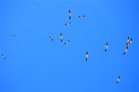 Pelican circle flight