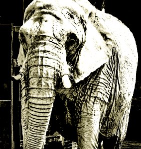 PORTRAIT OF AN ELEPHANT photo
