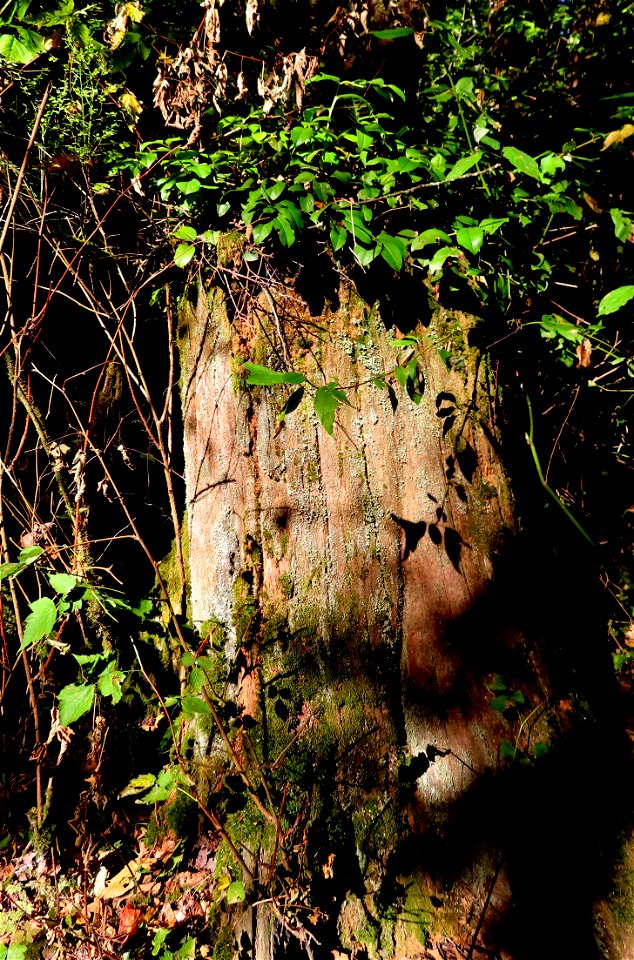 Green Timbers Urban Forest Park