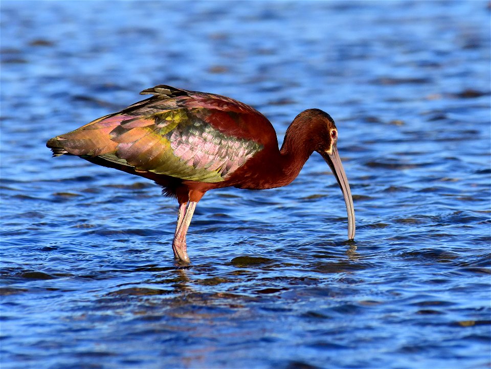 White-faced ibis at Seedskadee National Wildlife Refuge