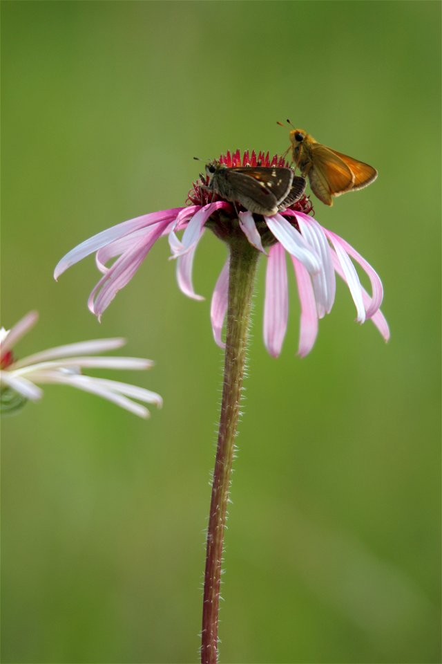 Dakota Skipper Butterflies on Purple Coneflower