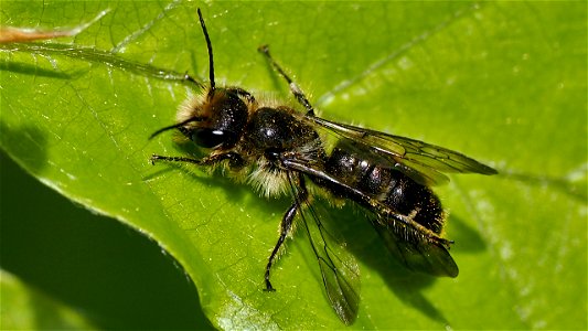 Ein Mauerbienen-Weibchen (Osmia sp.)