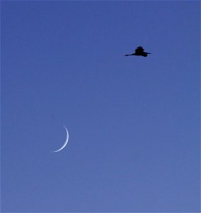 Great Egret Over Crescent Moon Huron Wetland Management District