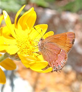 HAIRSTREAK, NELSON'S JUNIPER (Callophrys gryneus nelsoni) (6-16-2021) approx 4200 ft, along ship mt rd, smith river n rec area, del norte co, ca -03