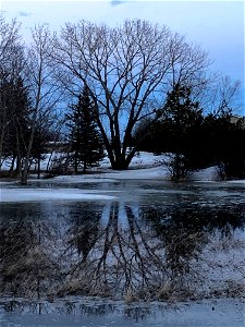 Grandpa Poplar Reflects