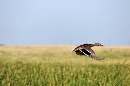 Mallard Hen in Flight over Lake Andes Wetland Management District South Dakota