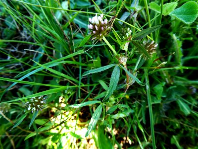 Trifolium strictum L., 1755