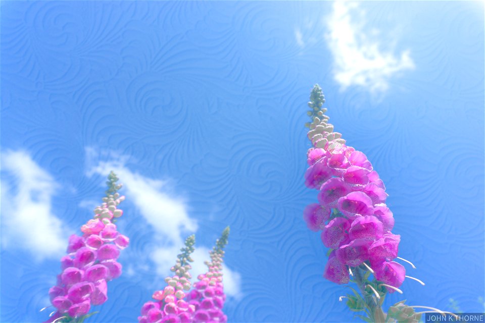 Foxglove Swirls