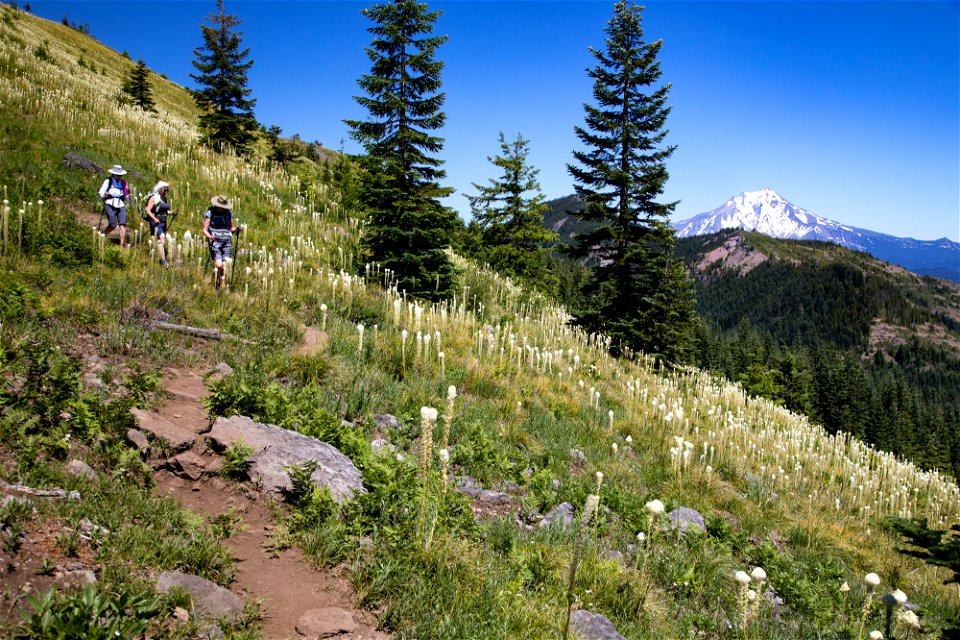 Willamette National Forest, Coffin Mountain Trail
