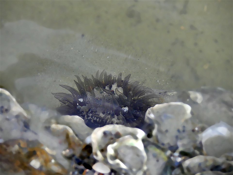 SEA ANEMONE-P1810122