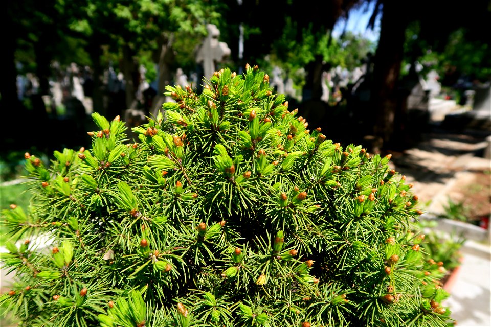cimitir Sfanta Vineri (10)