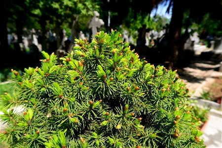 cimitir Sfanta Vineri (10)